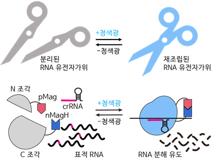 RNA À¯ÀüÀÚ °¡À§ Ȱ¿ëÇÑ À¯ÀüÀÚ Ä¡·á `¼ºÅ`¡¦Ç¥Àû RNA ¿°±â Ä¡·á RNA À¯ÀüÀÚ °¡À§ Ȱ¿ëÇÑ À¯ÀüÀÚ Ä¡·á `¼ºÅ`¡¦Ç¥Àû RNA ¿°±â Ä¡·á